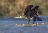 Phalacrocorax carbo ; comments:10