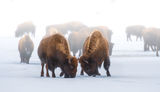 American bisons  in Yellowstone National Park ; comments:40