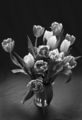 Ахроматичният свят на цветята ; comments:2