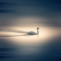 Swan lake ; comments:6