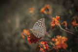 Пеперудка със настъпващата пролет. ; comments:4