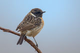 Saxicola rubicola ; comments:2