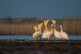 Розови пеликани ; Коментари:16