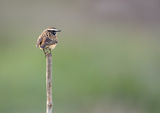 Saxicola rubetra ; comments:7