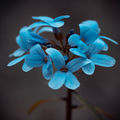 Avatar flower ; Comments:4