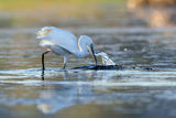 Egretta garzetta ; No comments