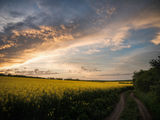 Rapeseed sunrise ; comments:6