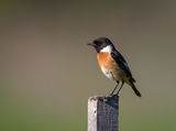 Saxicola rubicola ; Коментари:9