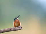Kingfisher ; comments:13