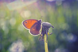 малка кафява пеперуда ; comments:1