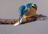 Kingfisher ; comments:7
