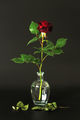 Натюрморт с черна роза ; comments:16