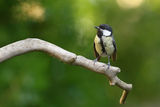 Parus major ; Коментари:3