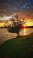 The lonely tree and the sunset ; Коментари:8