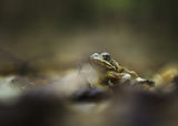 Горска дългокрака жаба (Rana dalmatina) ; comments:5