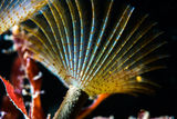 Паунов морски червей ; comments:1