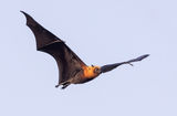 Flying Foxes ; comments:6