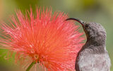 Seychelles Sun Bird ; comments:5