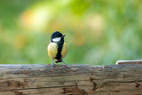 Parus major ; comments:4