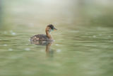 Tachybaptus ruficollis ; Коментари:8