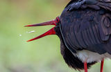 Black stork ; comments:5