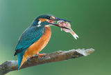 Kingfisher ; comments:24