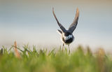 Motacilla alba ; comments:3