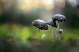 Пъстра копринка (Coprinopsis picacea) ; Коментари:11