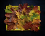 цветовете на есента ; comments:2