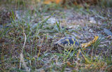 Бебе сухоземна костенурка, защитен вид... ; comments:3