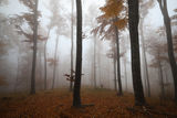 Есен в мъгливата гора ; comments:22