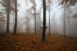 ,,Есен в мъгливата гора'' ; comments:17
