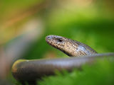 портрет на един змей ; comments:17