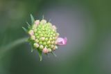 Първото нежно розово цветче от съцветието ; No comments