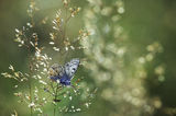 Синевка (Lycaena candens) ; comments:9