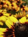 Пчеличката Мая ; comments:1