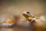 Горска дългокрака жаба (rana dalmatina) ; comments:14