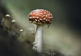 Червена мухоморка (amanita muscaria) и микрогъби ; Коментари:16