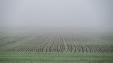 Мъгла над полето ; comments:2