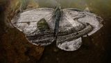 светът се крепи на крехките криле на болна пеперуда ; comments:2