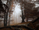 Есен в мъгливата гора ; comments:32