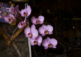 Орхидеи ; No comments