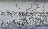 Белобуза рибарка / Whiskered Tern ; comments:9