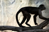 Spider monkeys ; comments:2