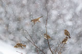 Полски врабци в снега ; comments:13