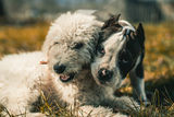 Two dogs, one stick ; Коментари:2