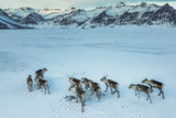 Стадо северни елени прекосят замръзналото езеро ; comments:17