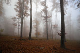 Есен в мъгливата гора ; comments:19