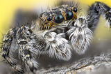 Jumping spider ; comments:6