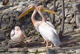 Розови пеликани ; comments:7